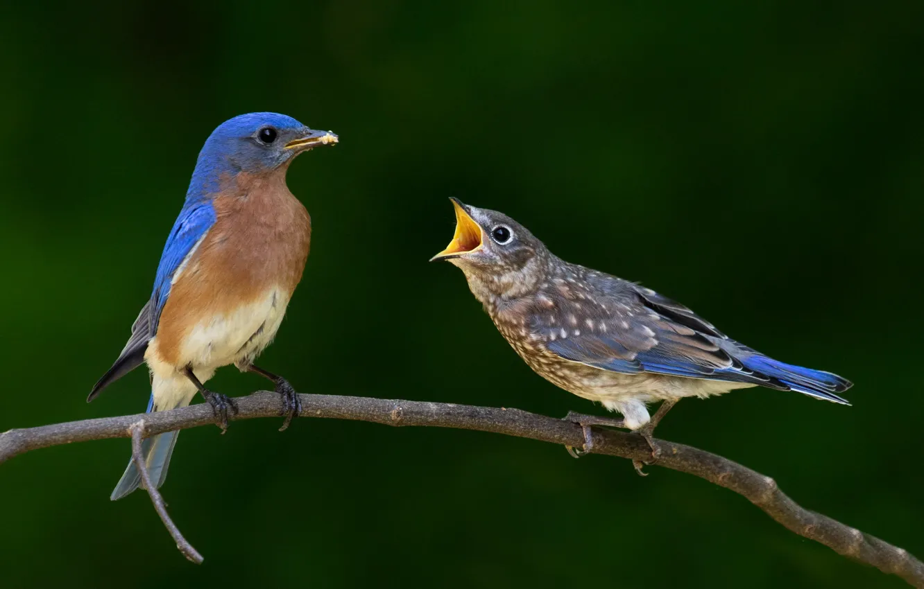 Photo wallpaper birds, background, pair