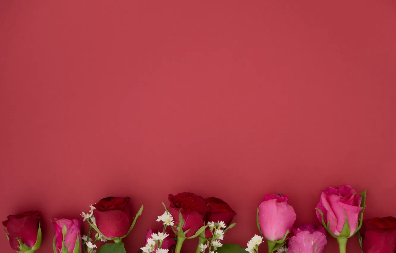 Photo wallpaper flowers, background, Roses, buds