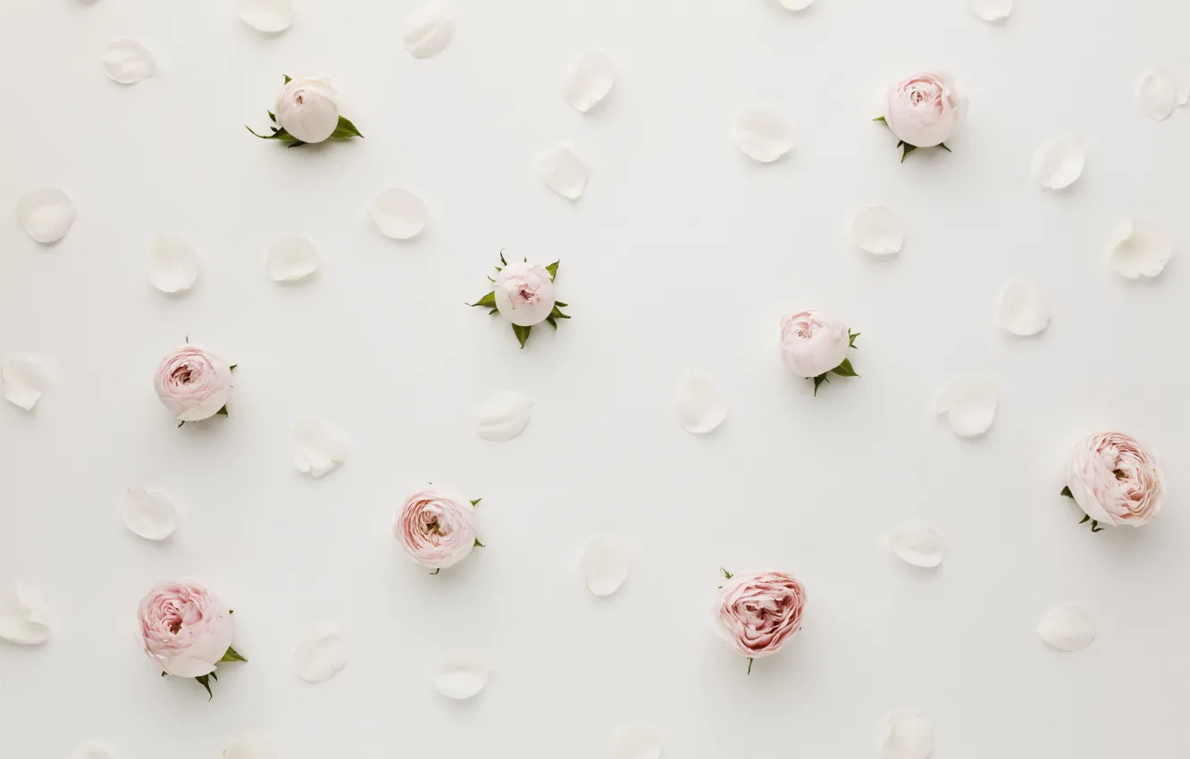 Photo wallpaper background, roses, petals, buds, decor