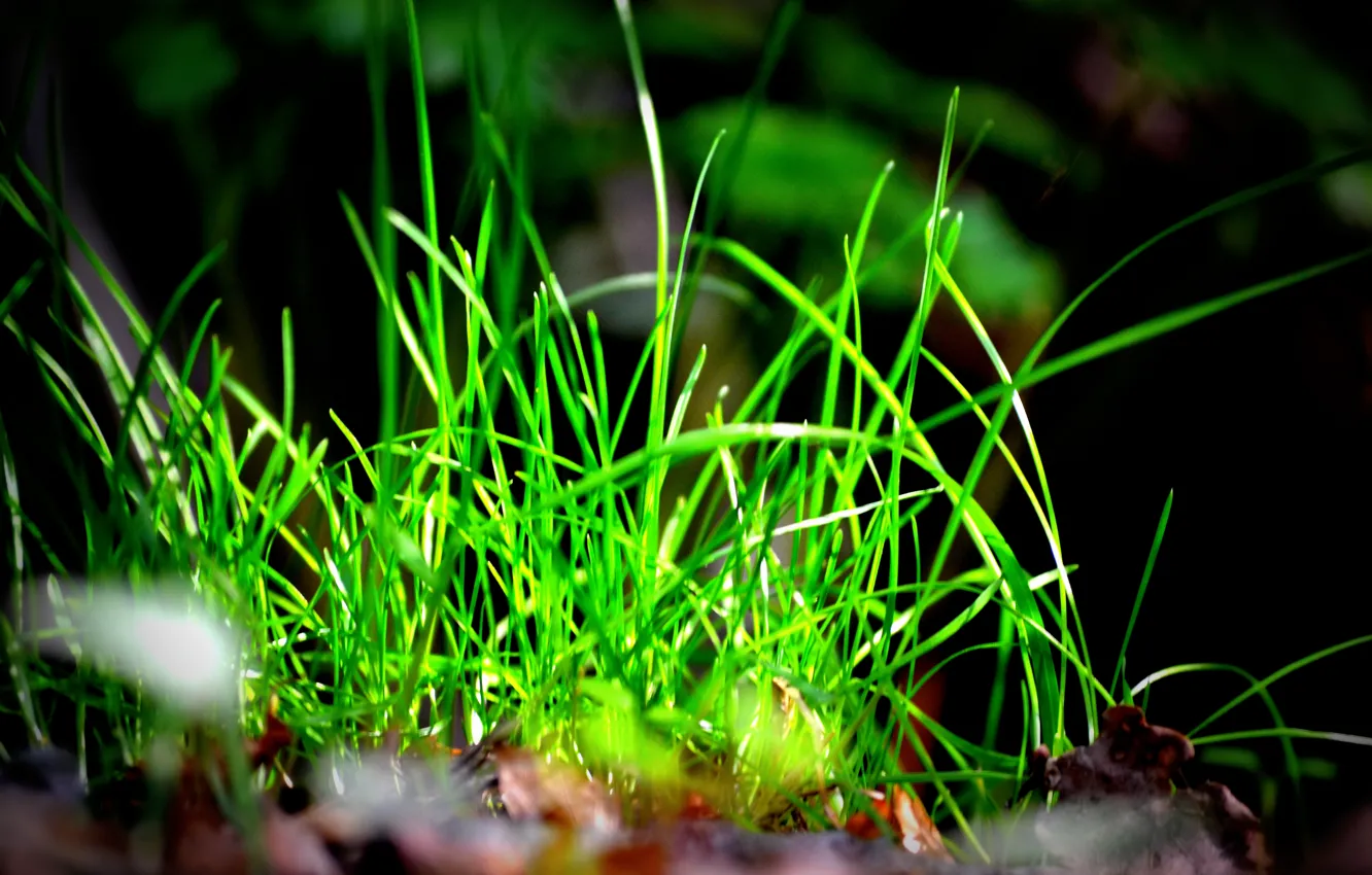 Photo wallpaper grass, green, bright, spring.