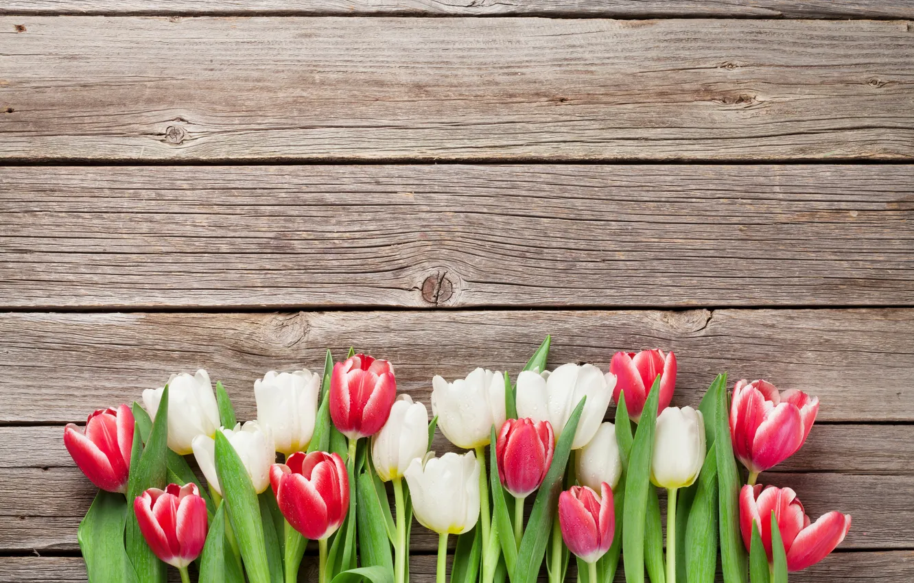Photo wallpaper flowers, bouquet, tulips, red, white, wood, flowers, tulips