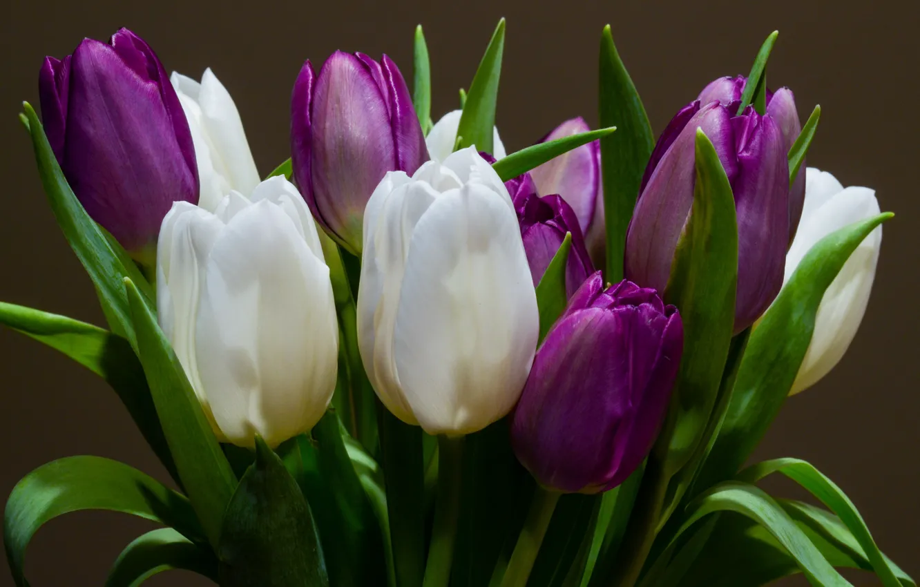 Photo wallpaper flowers, close-up, background, bouquet, spring, purple, tulips, white