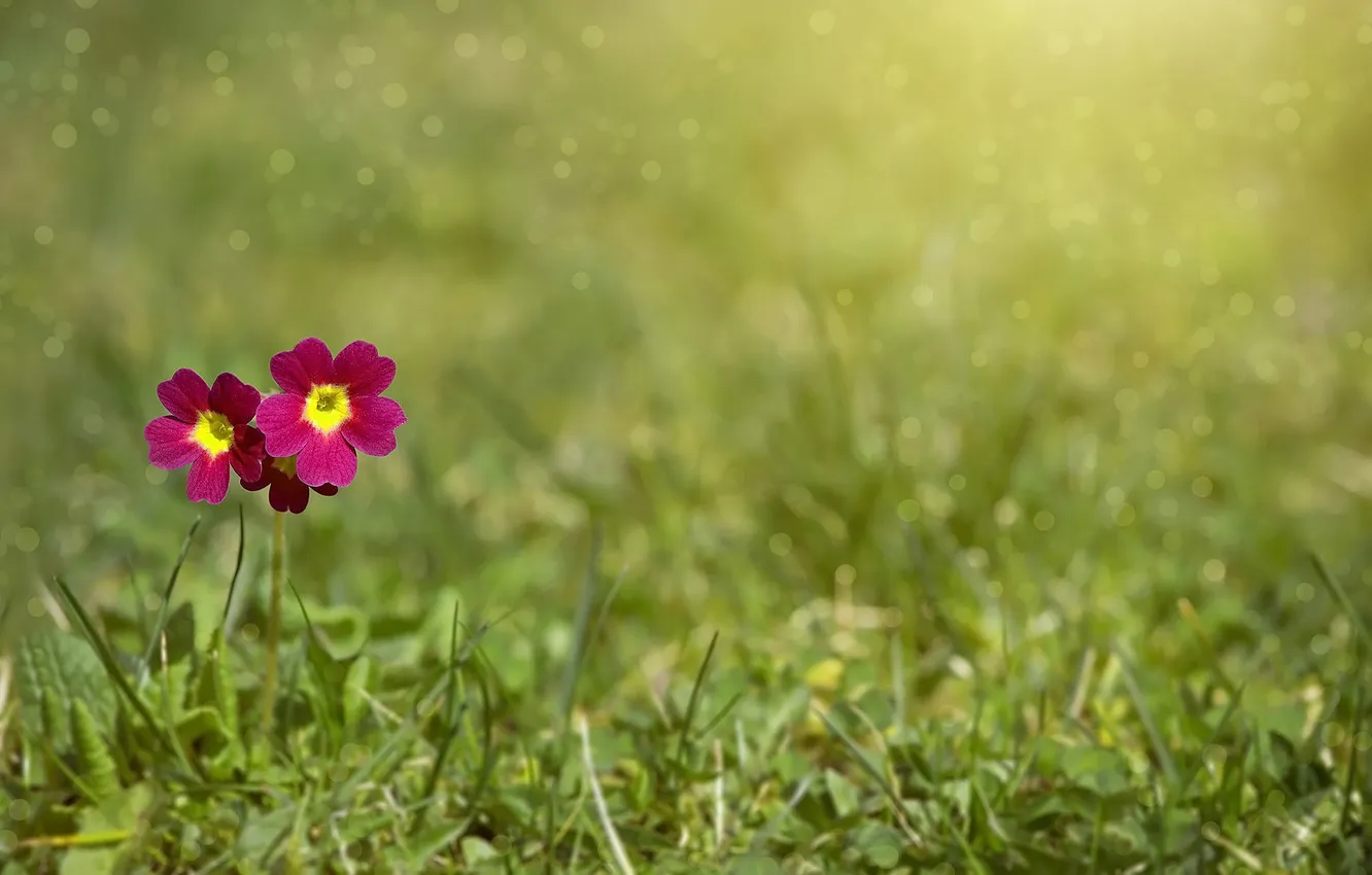 Photo wallpaper grass, flowers, bokeh, Primula