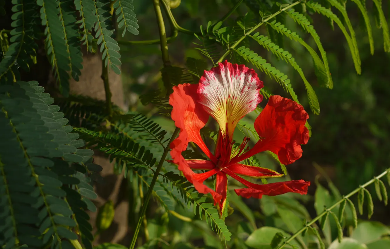 Photo wallpaper greens, summer, leaves, macro, light, flowers, branches, red