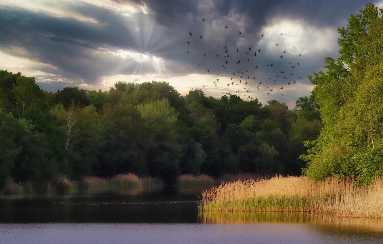 Photo wallpaper forest, summer, grass, clouds, rays, light, trees, flight