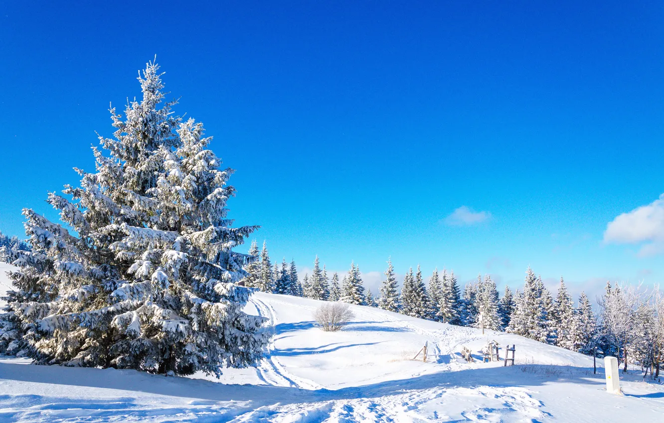Photo wallpaper winter, forest, snow, mountains, tree, sky, winter, mountains