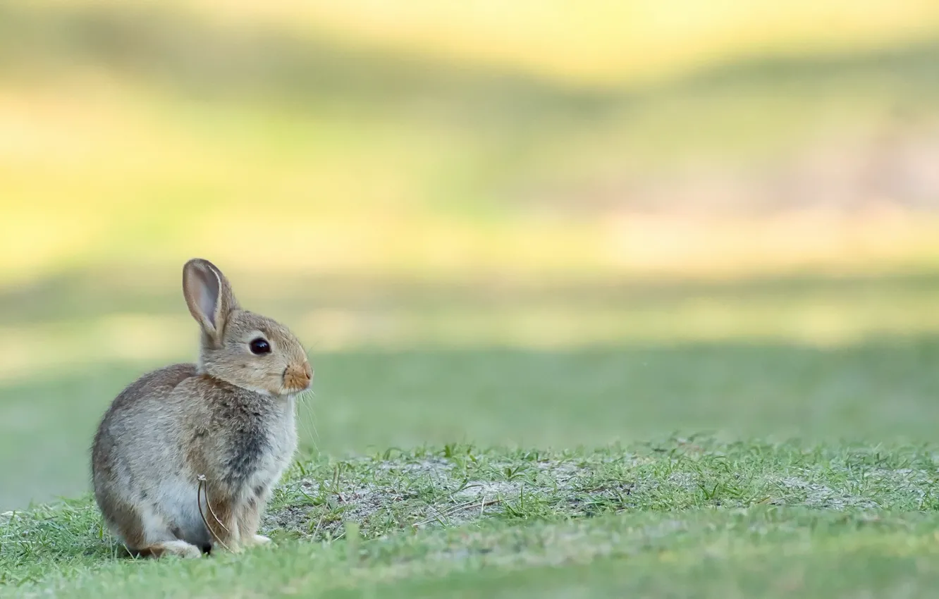 Photo wallpaper nature, background, Bunny