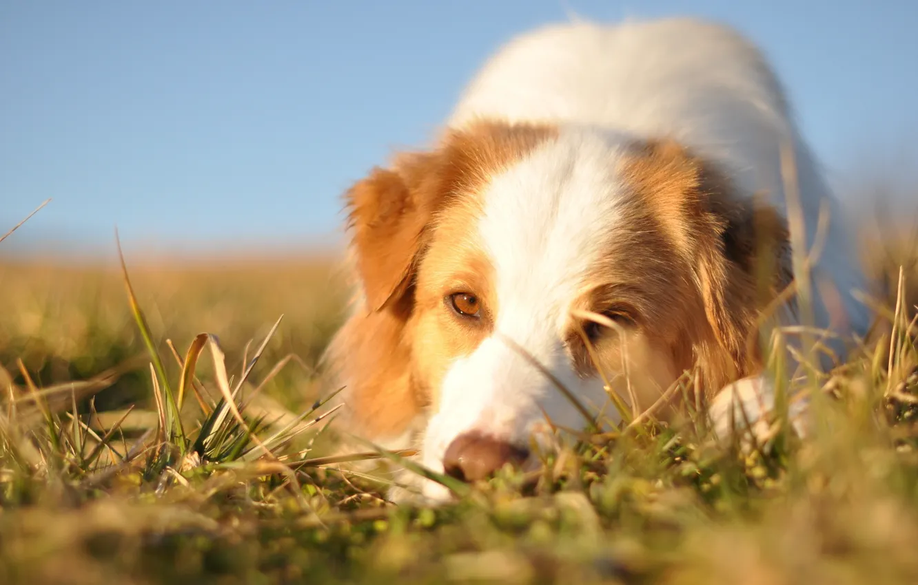 Photo wallpaper face, dog, Australian shepherd