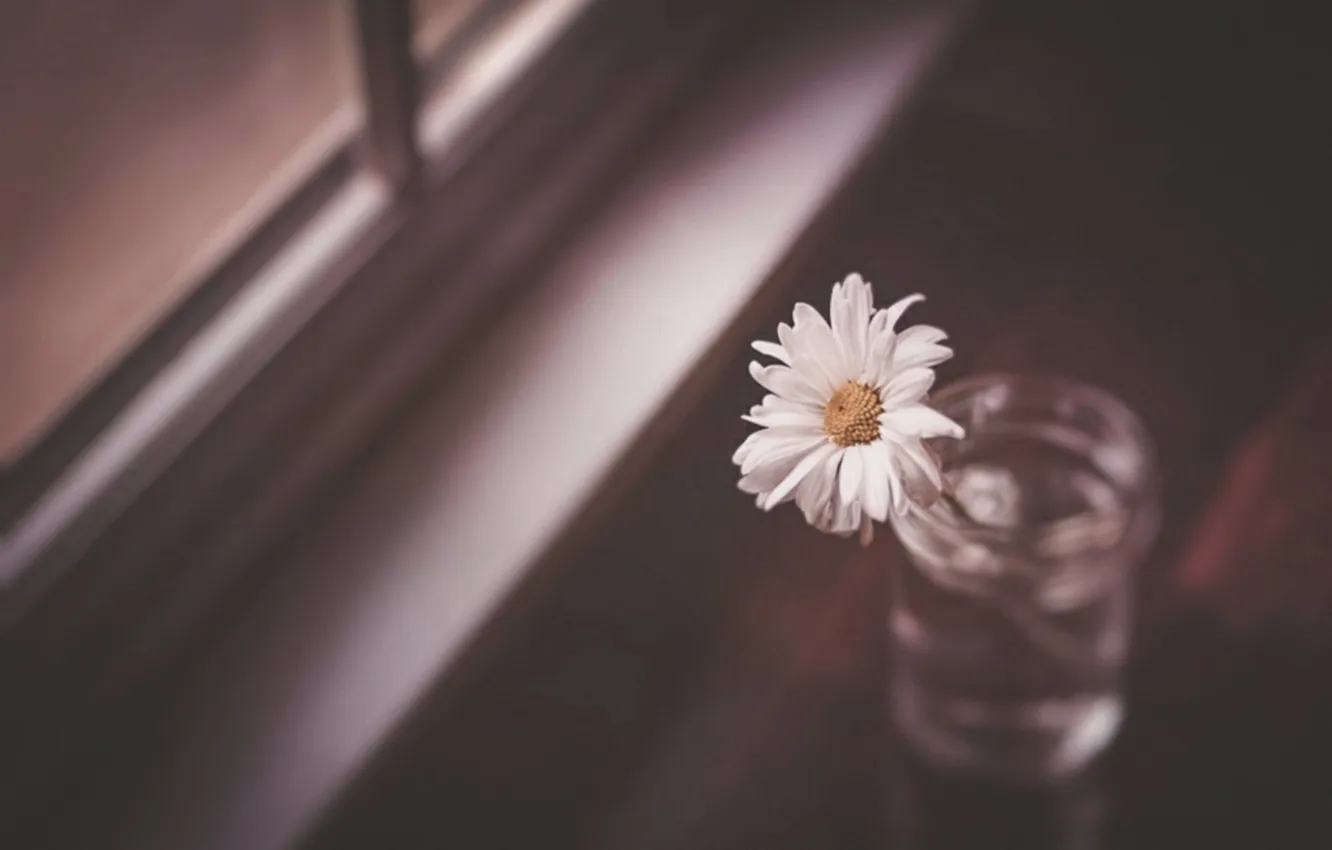 Photo wallpaper flower, background, window