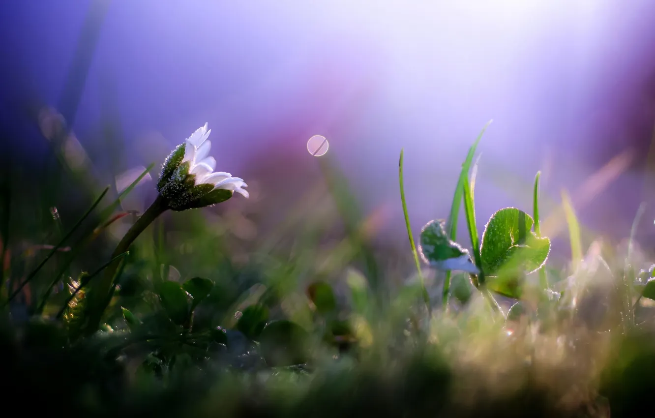 Photo wallpaper flower, grass, macro
