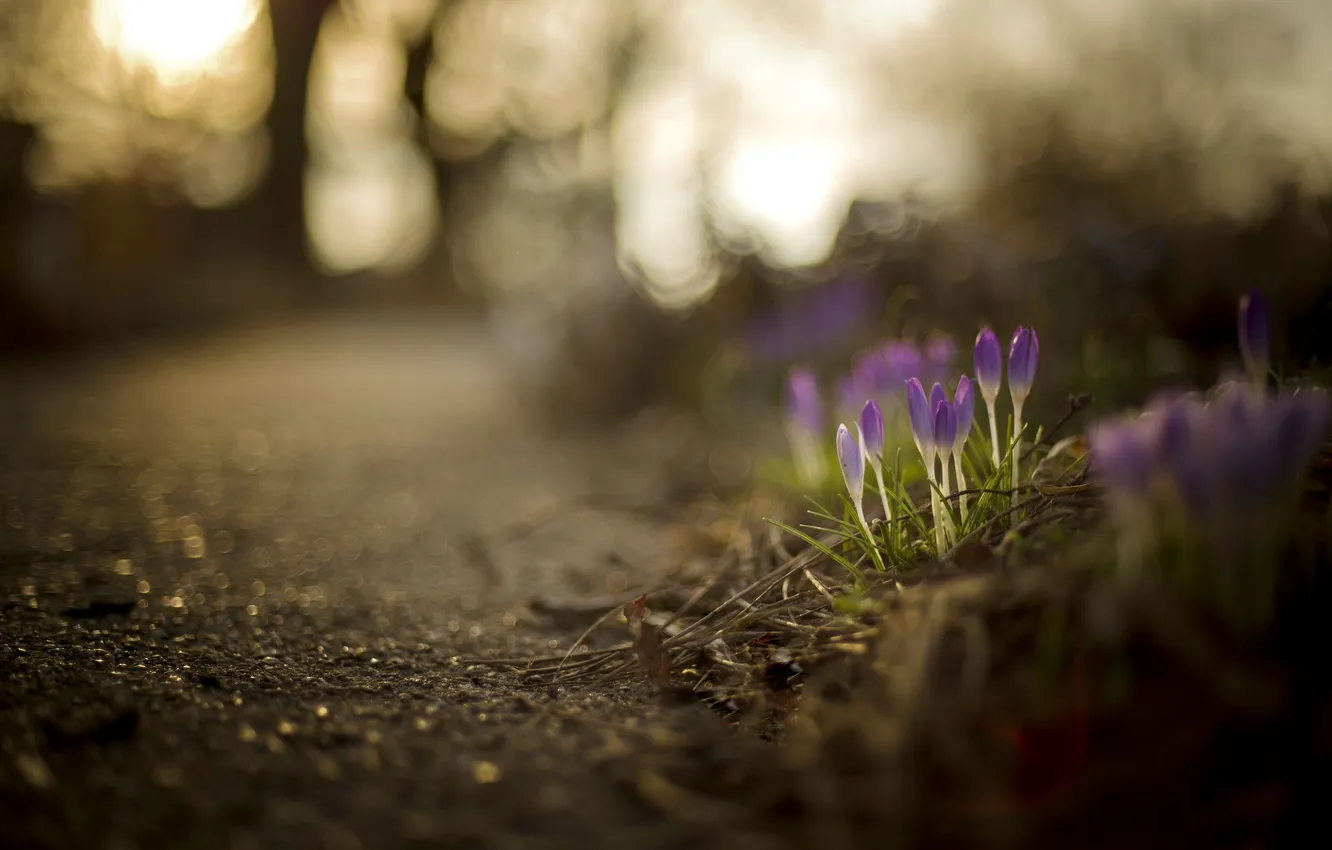 Photo wallpaper flowers, nature, spring