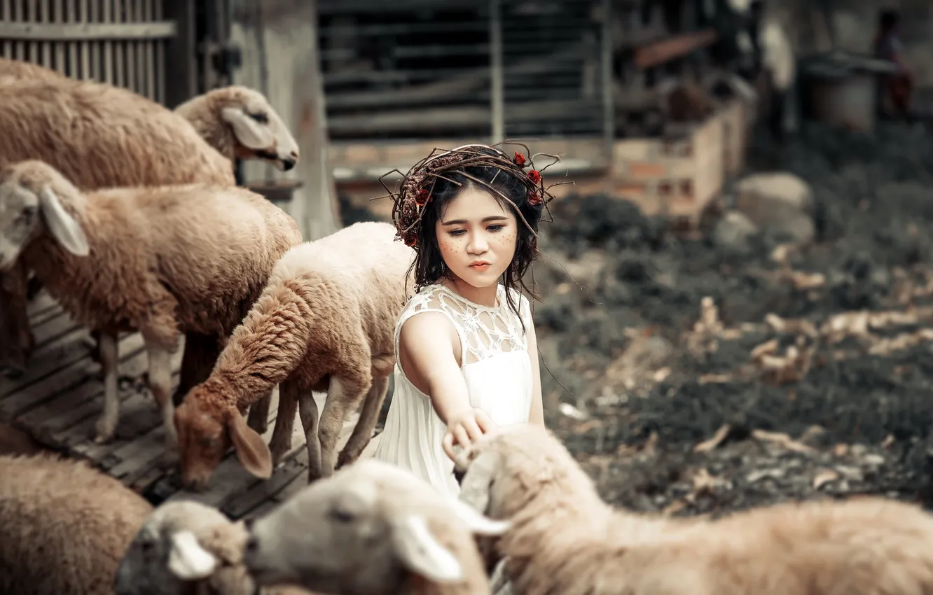 Photo wallpaper background, sheep, girl