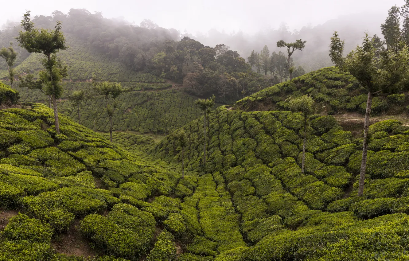 Photo wallpaper trees, mountains, fog, tea, India, plantation, Kerala, Idukki