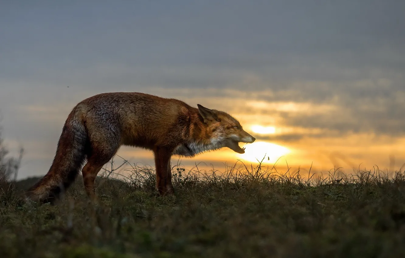Photo wallpaper summer, sunset, nature, Fox