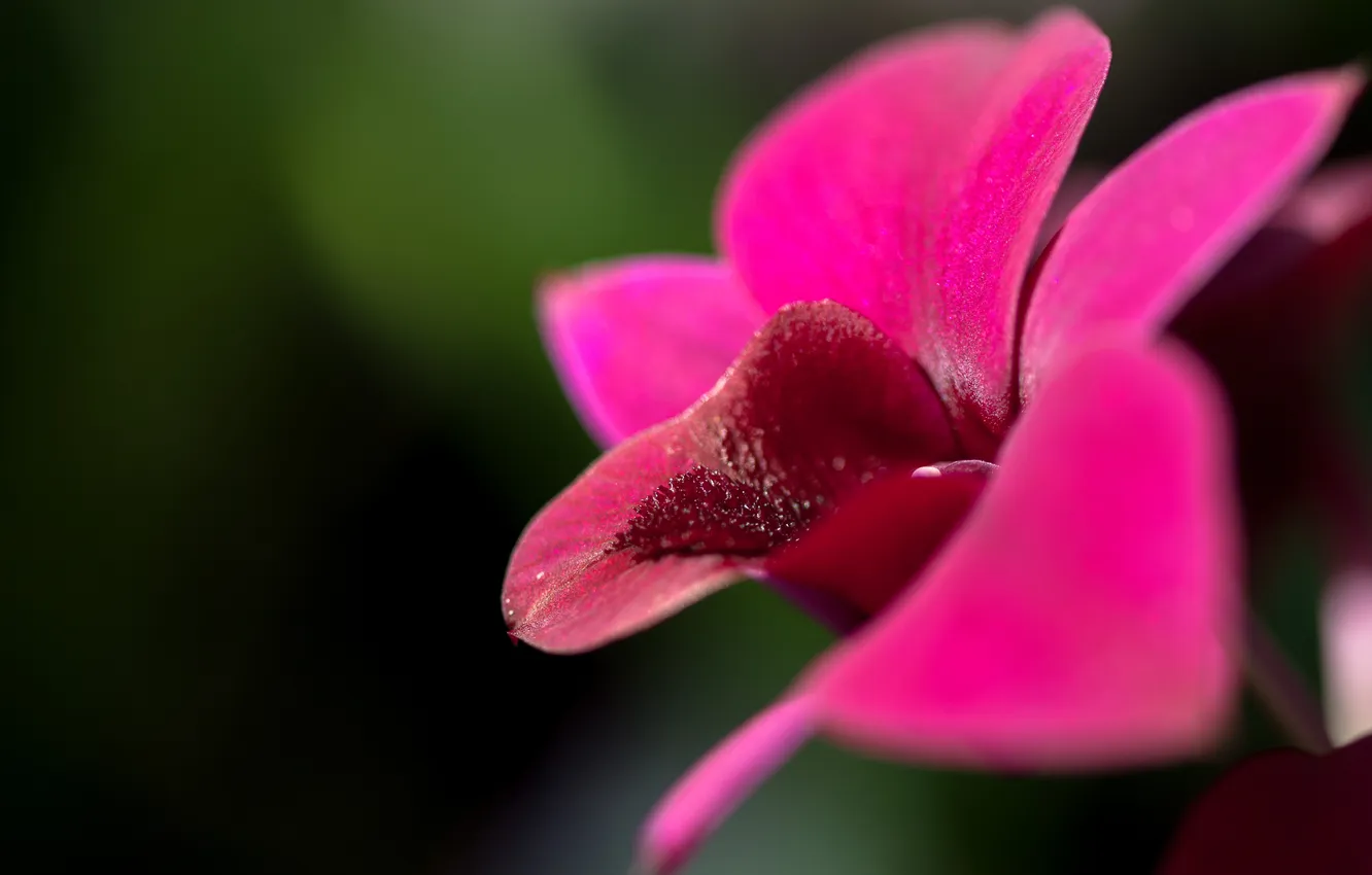 Photo wallpaper flower, macro, background, Orchid, bright