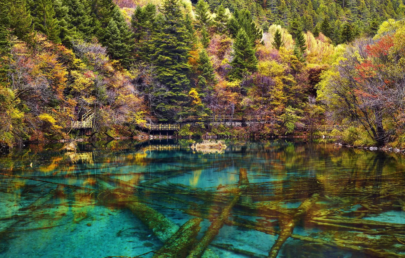 Photo wallpaper autumn, forest, trees, nature, lake