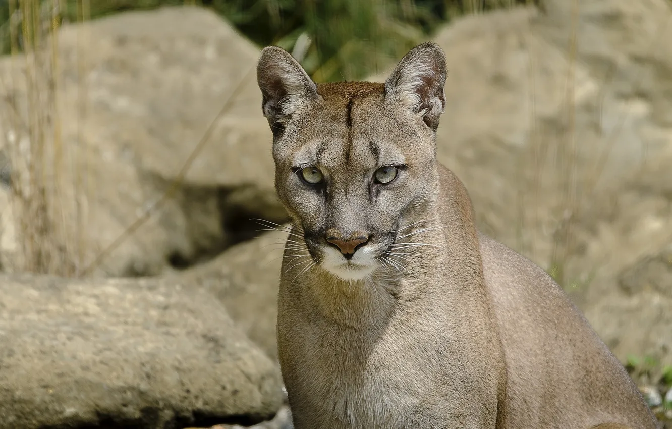 Photo wallpaper face, predator, Puma, wild cat, mountain lion, Cougar