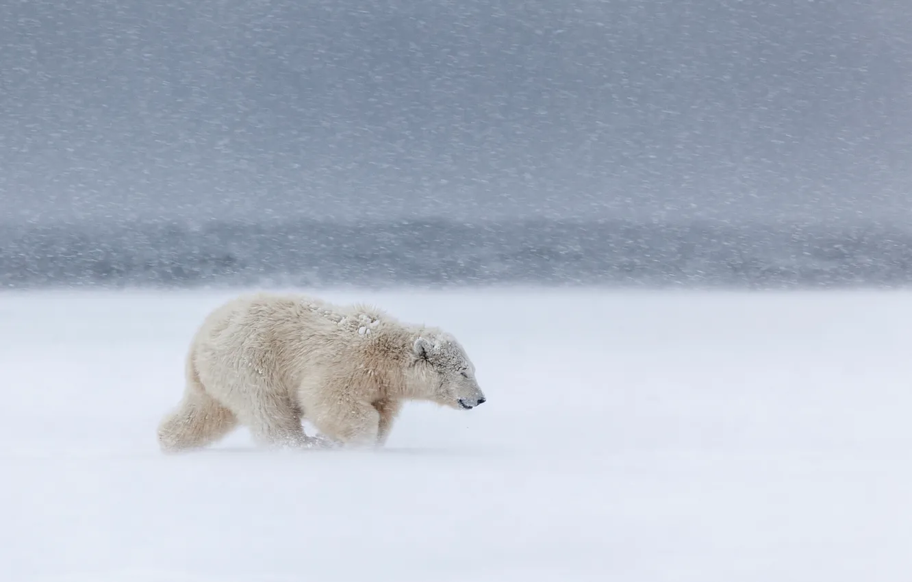 Photo wallpaper cold, snow, the wind, Blizzard, North, Blizzard, white bear