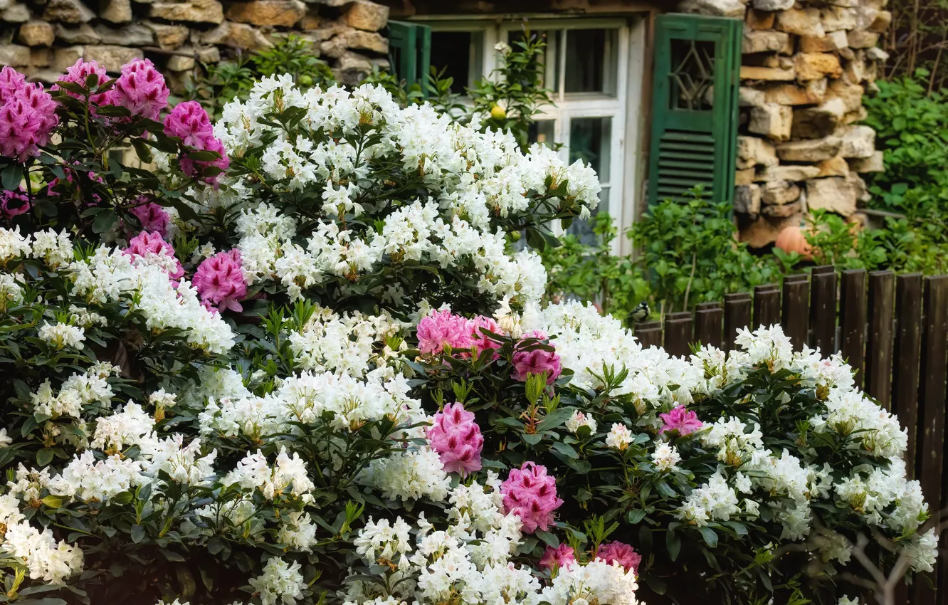 Photo wallpaper house, flowering, the bushes, Azalea