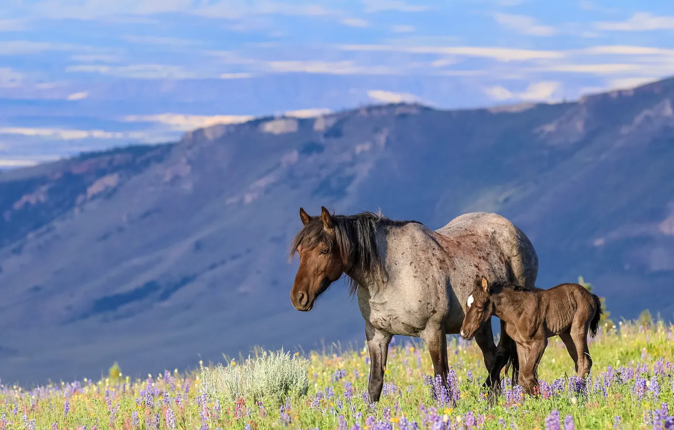 Photo wallpaper nature, horse, horse, foal