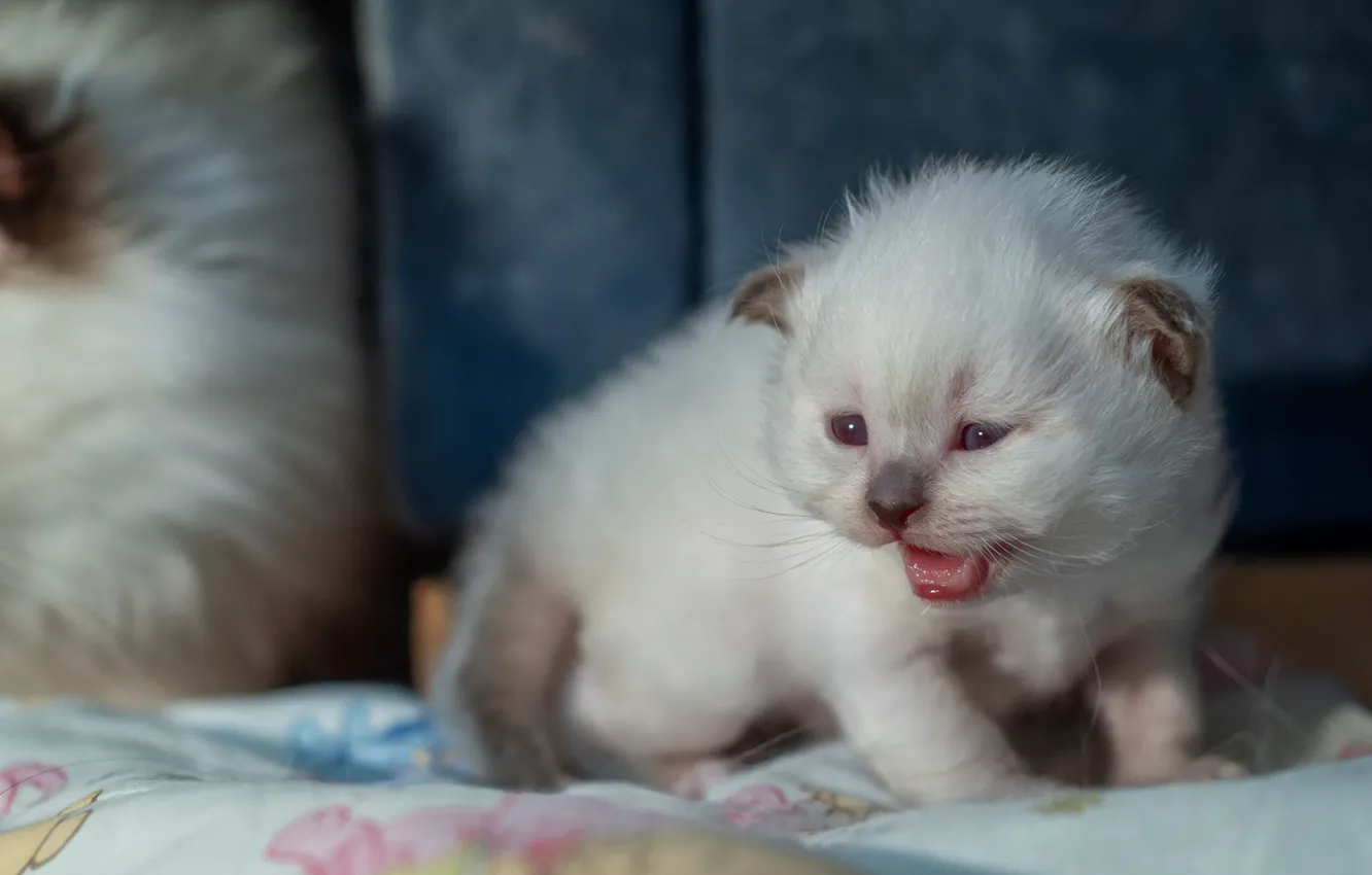 Photo wallpaper cat, white, look, pose, baby, muzzle, kitty, Milota