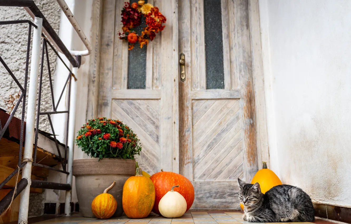 Photo wallpaper autumn, cat, cat, look, flowers, pose, house, grey