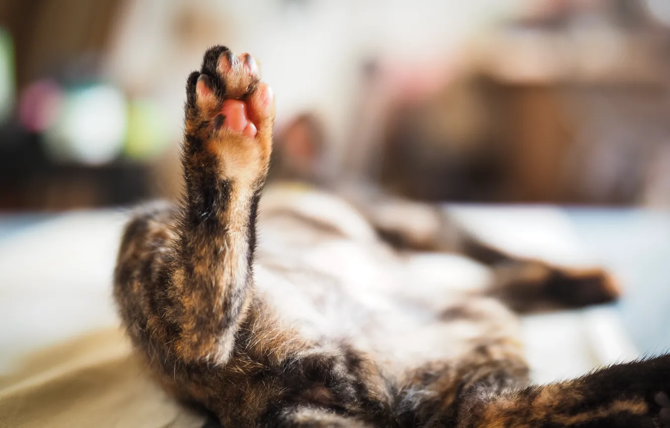 Photo wallpaper cat, stay, sleeping, foot