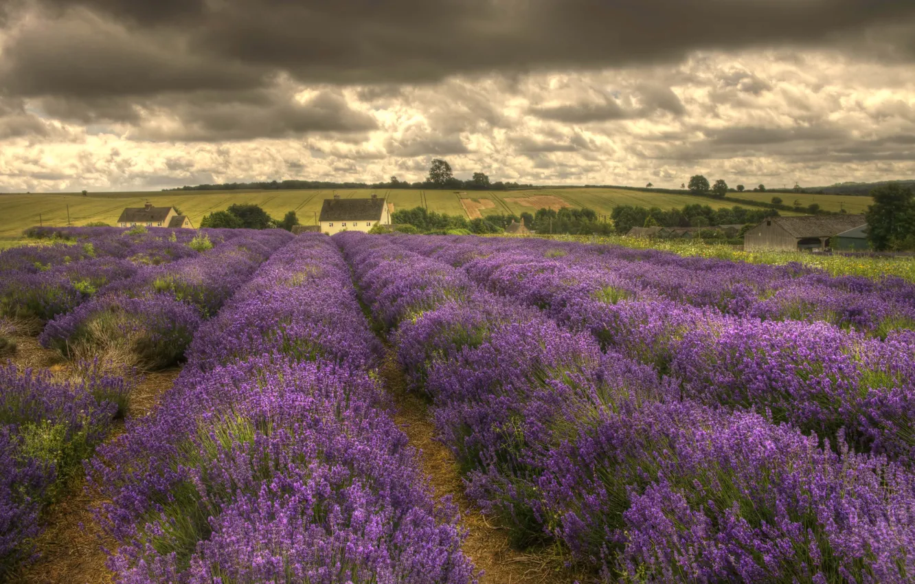 Photo wallpaper flowers, houses, lavender, countryside, farm, cloudy, farmland, lavender fields