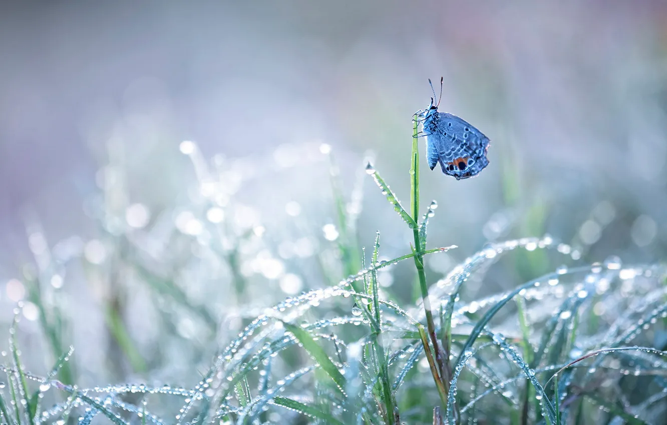 Photo wallpaper grass, drops, macro, Rosa, blue, butterfly, morning, light background