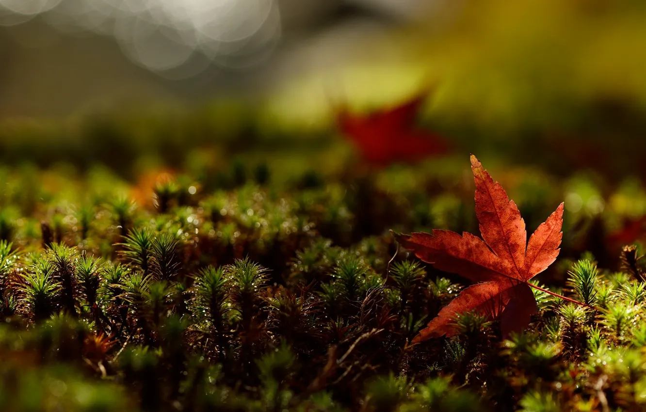 Photo wallpaper greens, grass, leaves, macro, red, background, Wallpaper, leaf