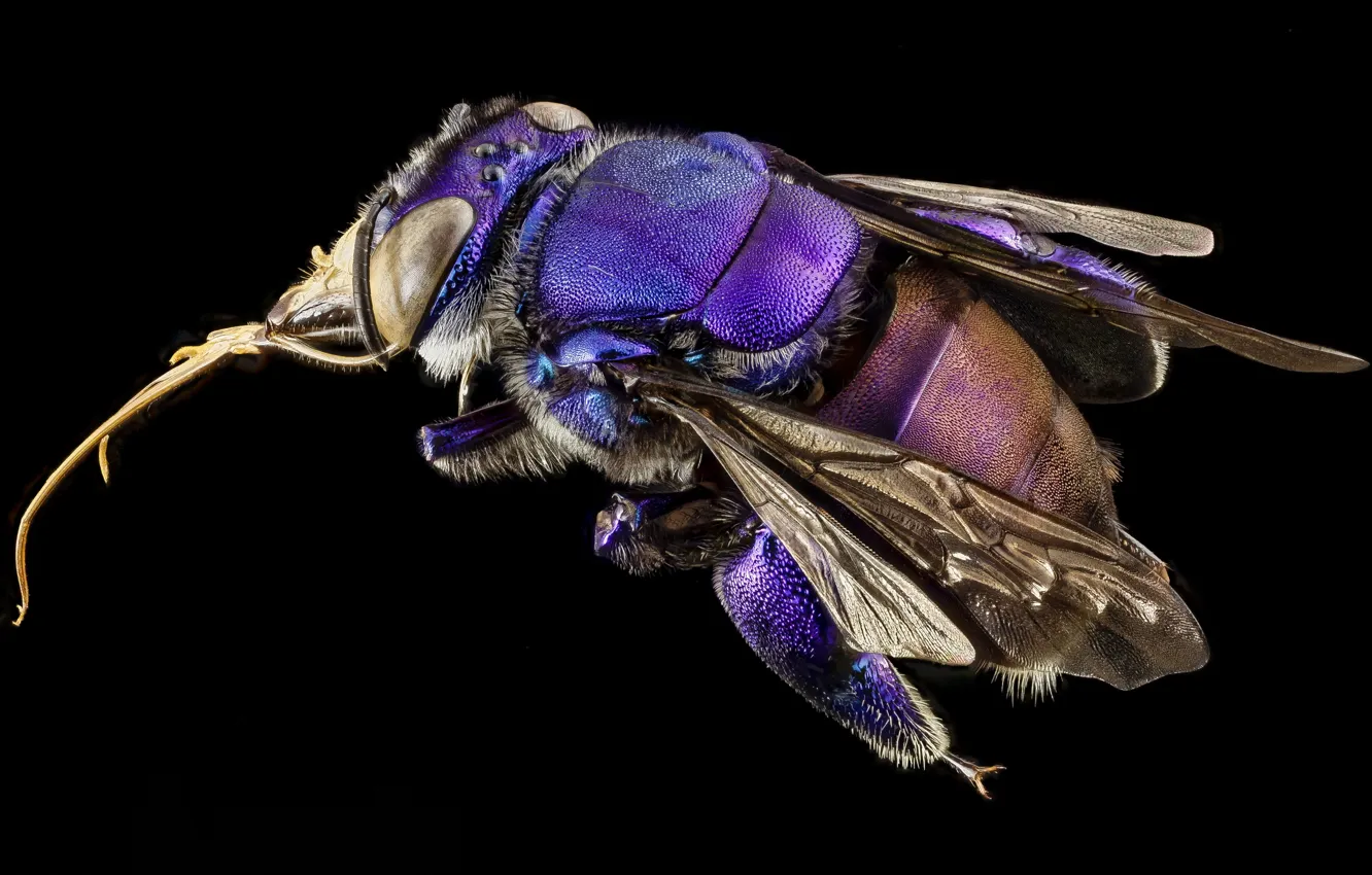 Photo wallpaper macro, nature, Orchid bee, purple insect, eyes - wings -legs -proboscis-lint