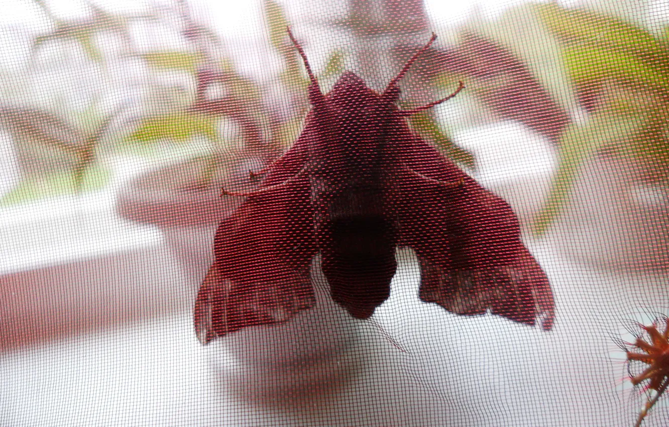 Photo wallpaper red, mesh, butterfly, plant, curtains, moth