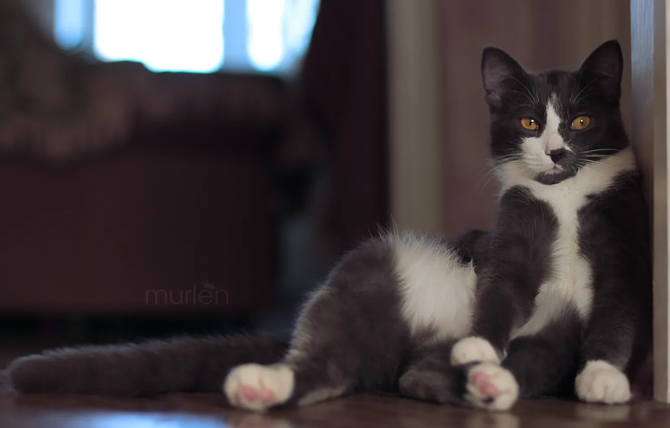 Photo wallpaper cat, cat, mood, cat, murlen, mourlin