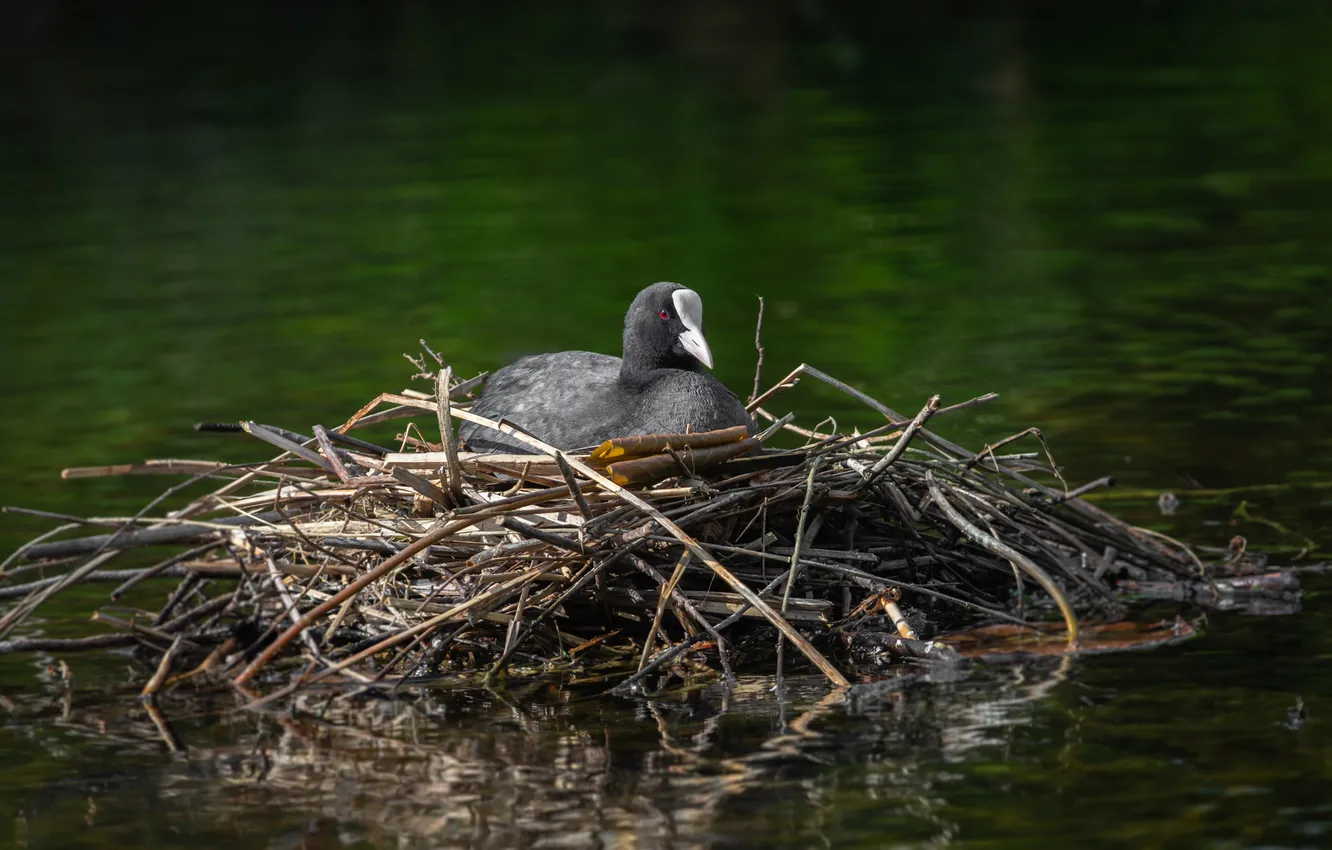 Photo wallpaper branches, socket, on the water, The coot, Natalia Paklina