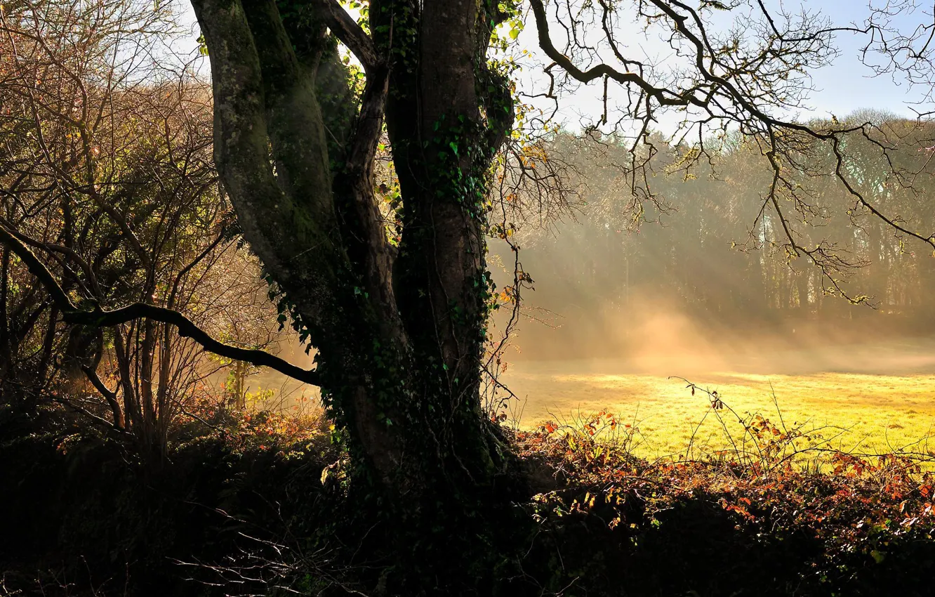 Photo wallpaper grass, light, landscape, tree, the rays of the sun, nature