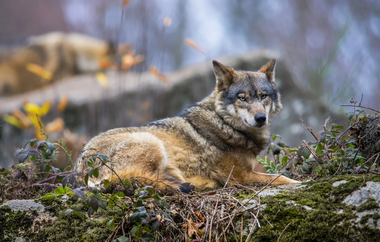 Photo wallpaper autumn, look, stones, grey, foliage, wolf, moss, lies
