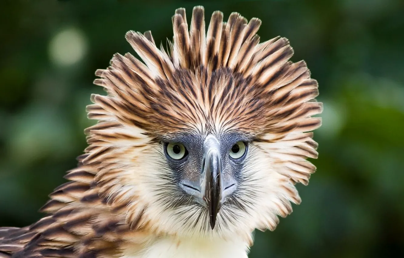 Photo wallpaper Big Bird, ..Philippine Eagl, Philippines National Bird