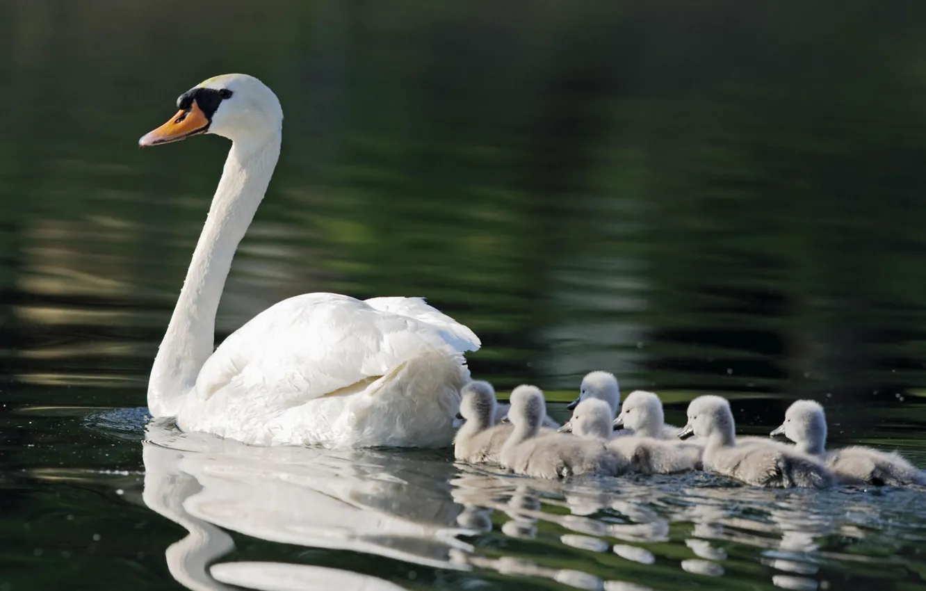 Photo wallpaper pond, swans, mom, seven, kids