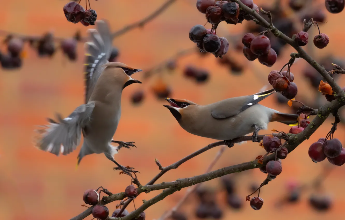 Photo wallpaper autumn, trees, branches, berries, bird, fruit, orange background, a couple