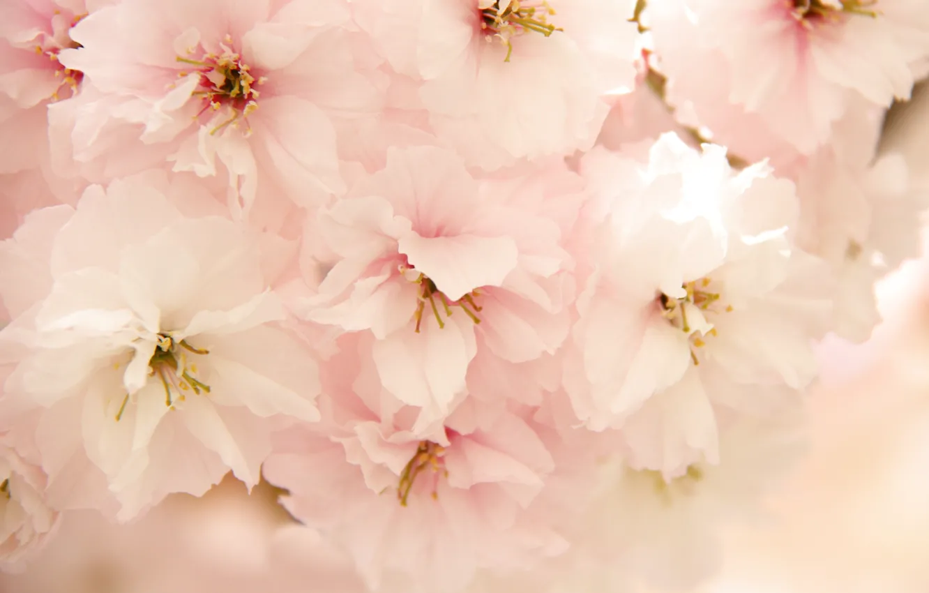Photo wallpaper macro, spring, Sakura, flowering