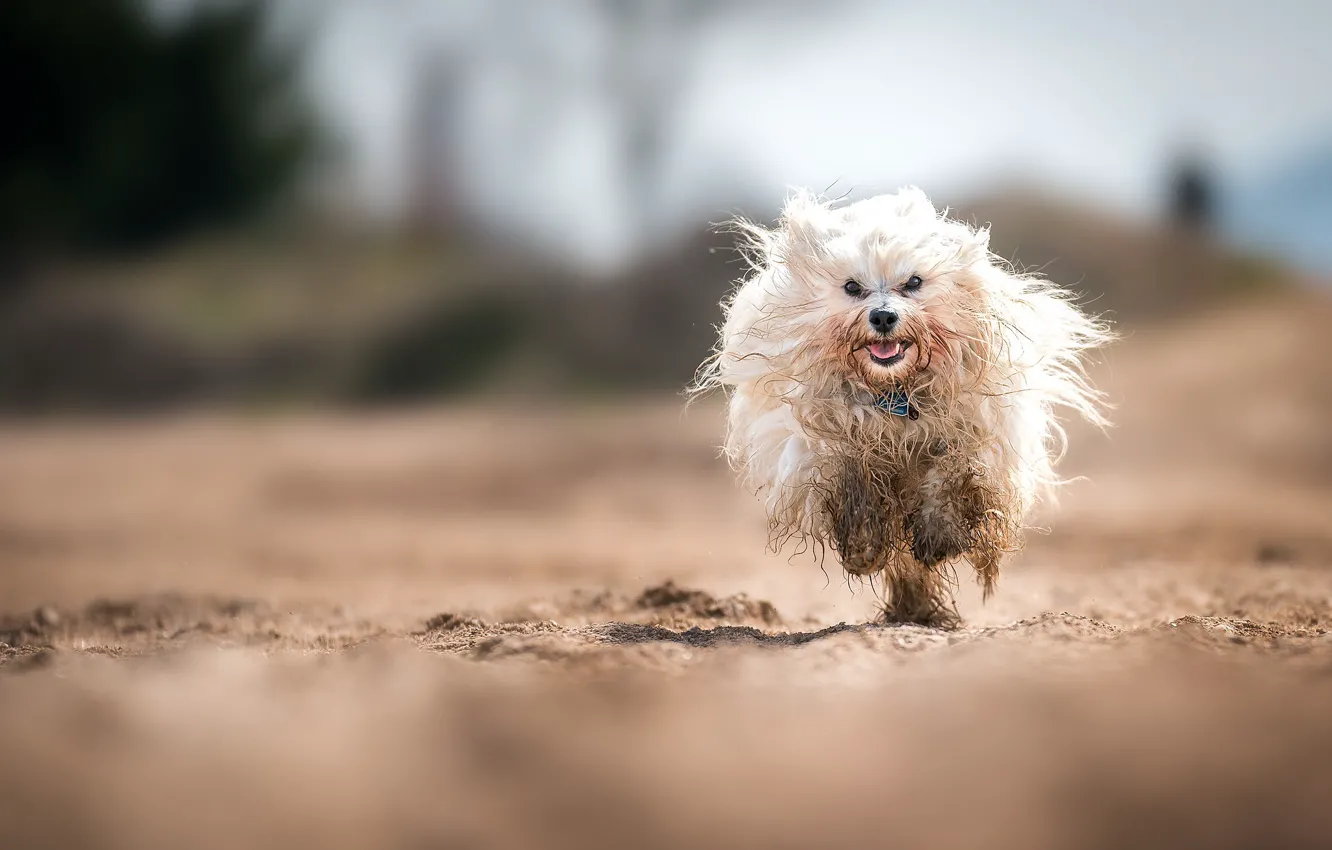 Photo wallpaper nature, dog, running