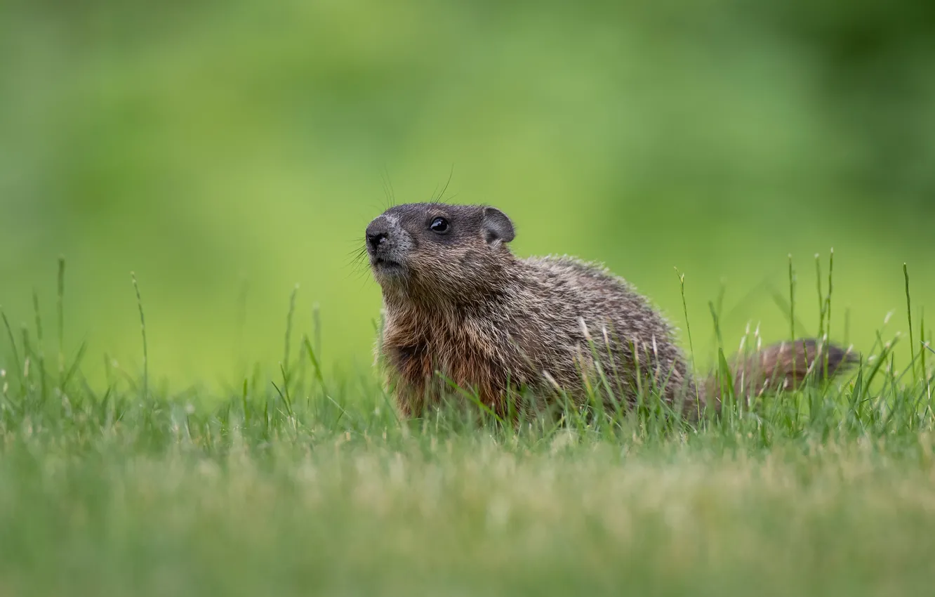 Photo wallpaper grass, look, glade, marmot