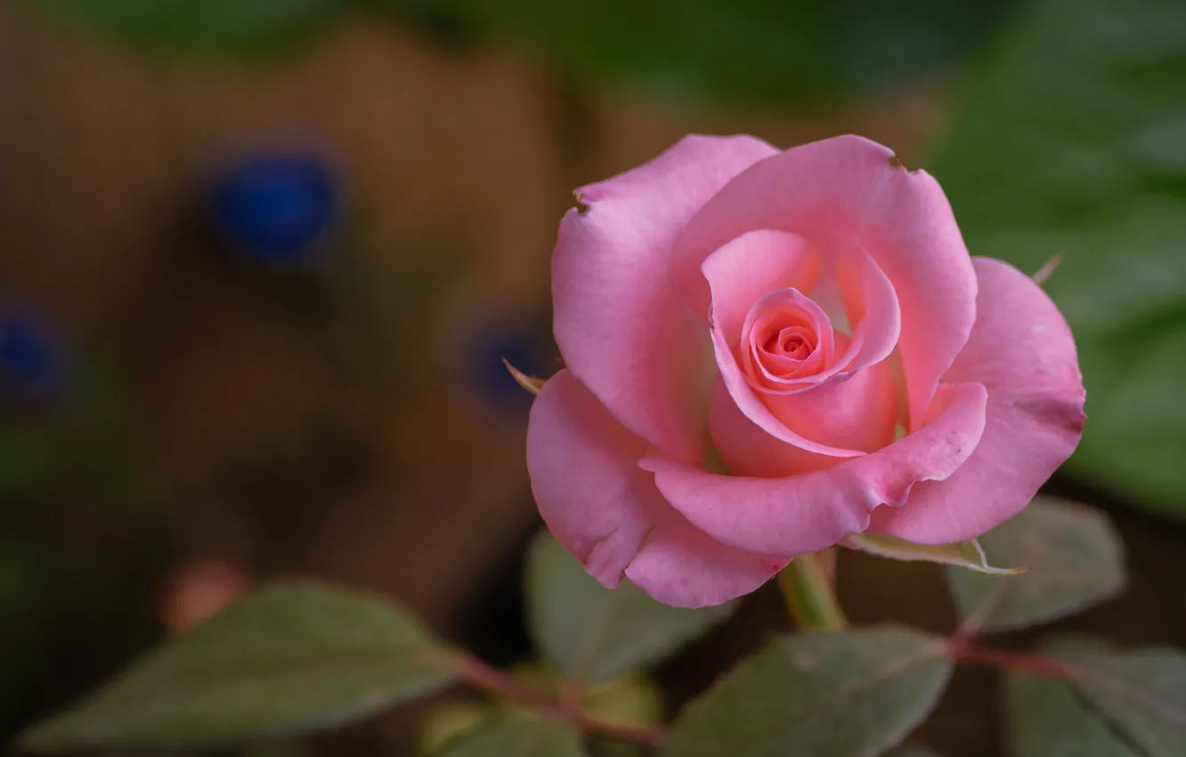 Photo wallpaper leaves, macro, flowers, nature, roses