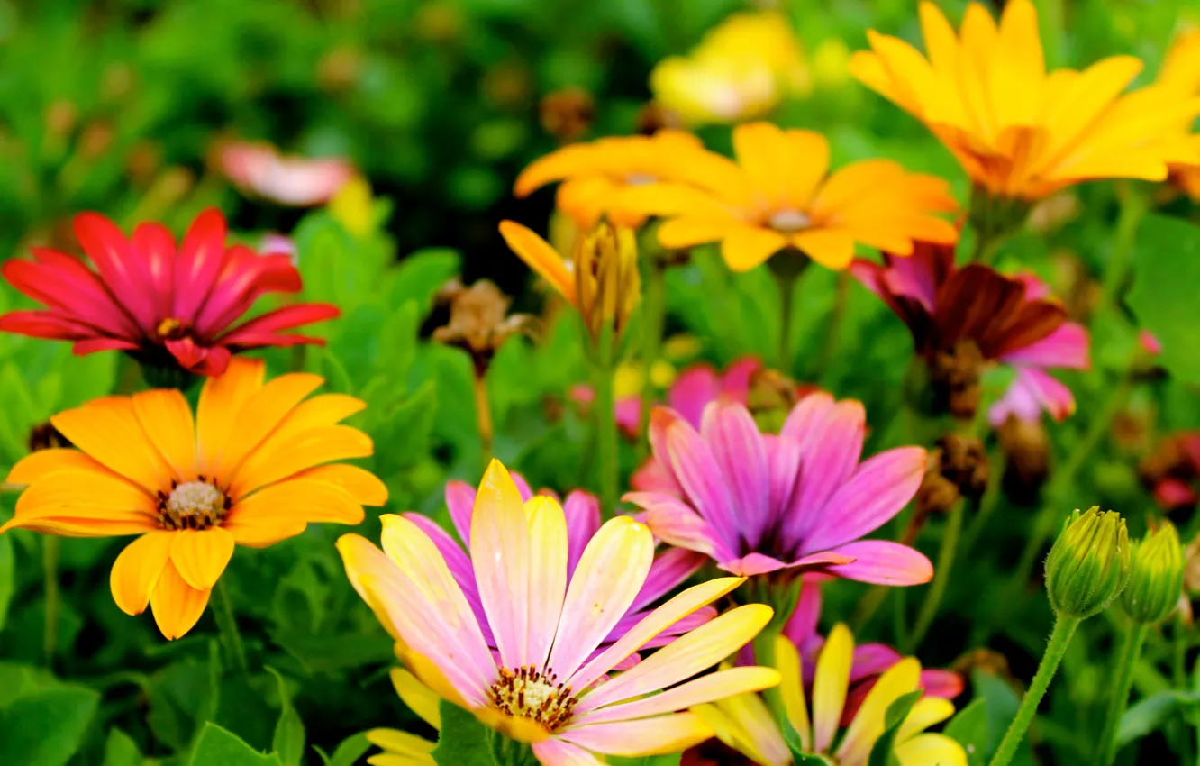 Photo wallpaper flowers, garden, flower, garden, Osteospermum, Osteospermum