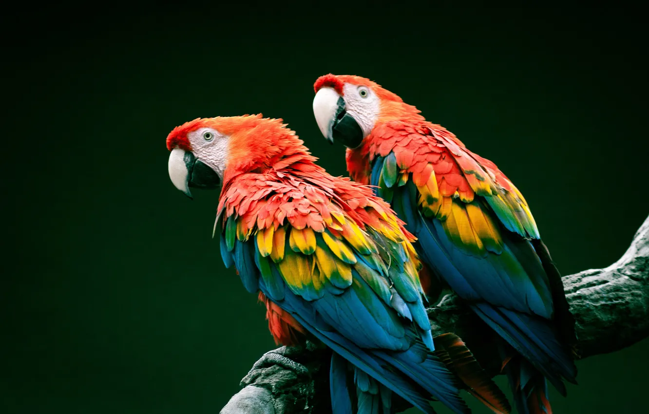 Photo wallpaper animals, bird, beautiful, background, america, animal, ara, amazon