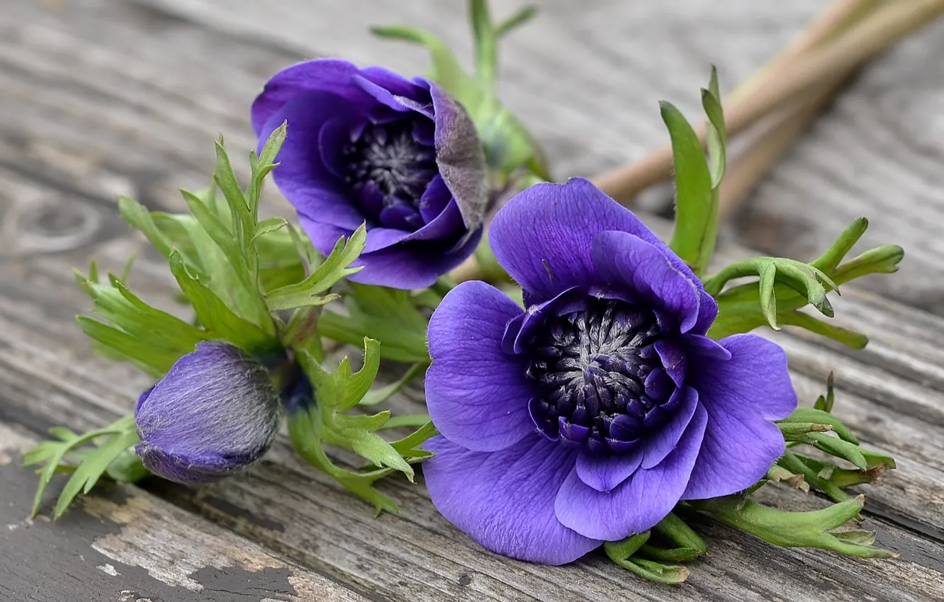 Photo wallpaper purple, macro, anemones