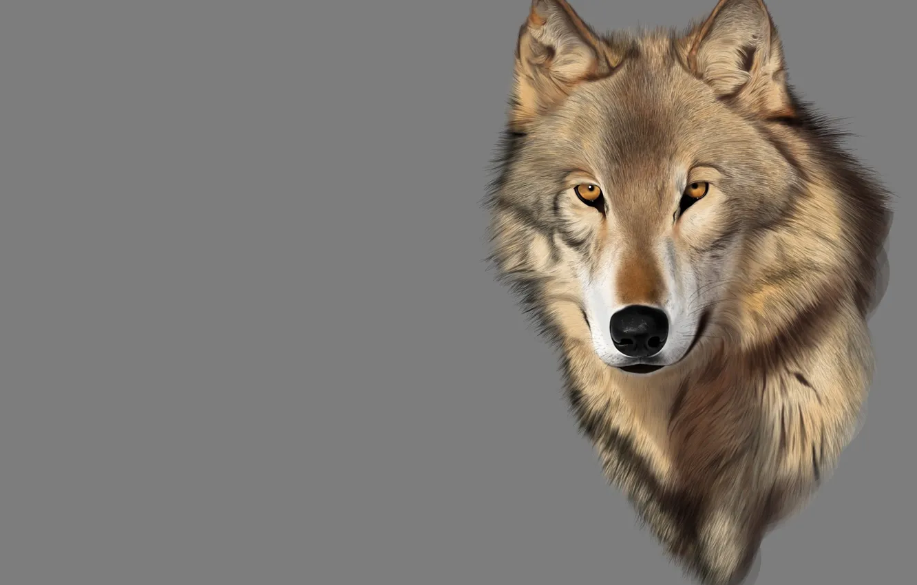 Photo wallpaper look, rendering, mood, wolf, predator, art