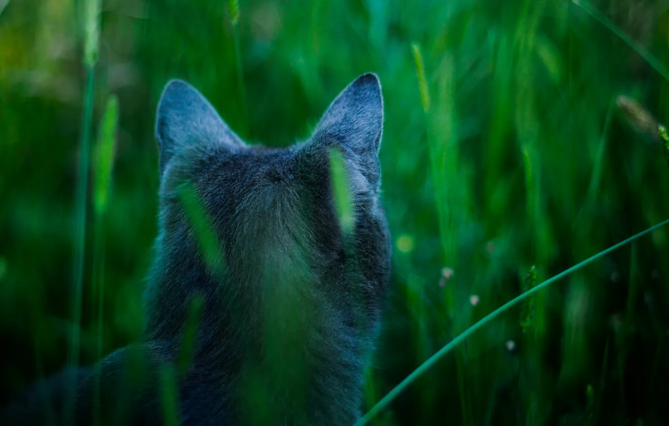 Photo wallpaper cat, blue, avatar, Attention, James cameron's cat, hunts