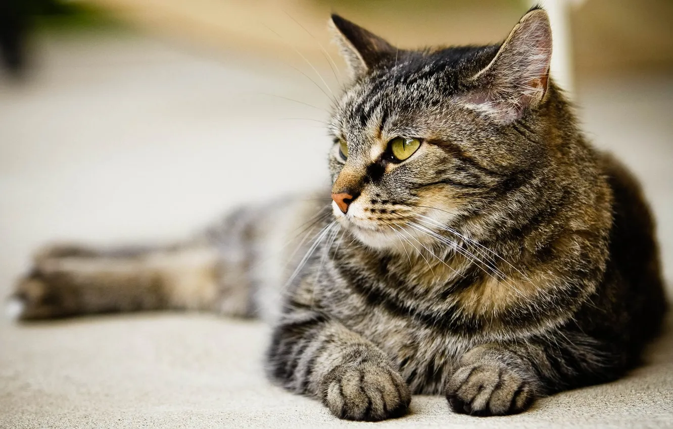 Photo wallpaper cat, look, predator