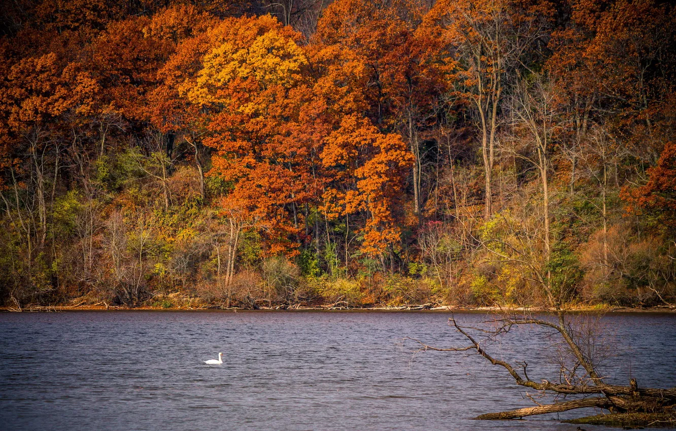 Photo wallpaper autumn, forest, lake, swans
